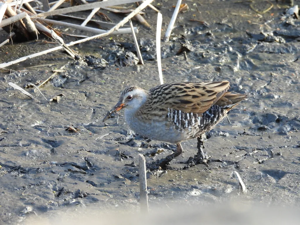 普通秧鸡(Rallus indicus)