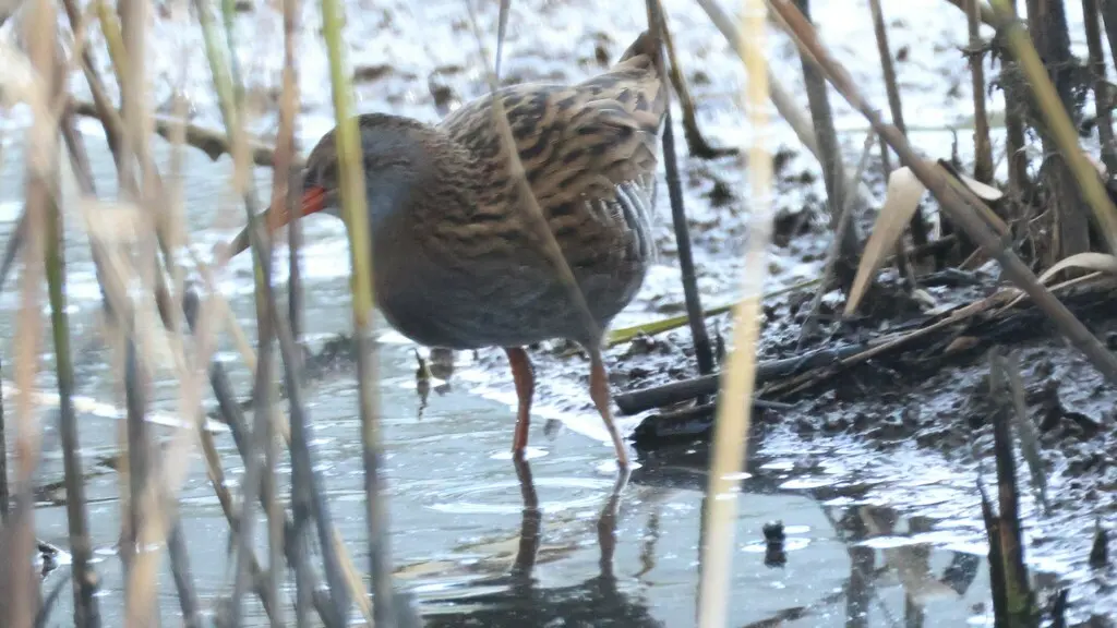 普通秧鸡(Rallus indicus)