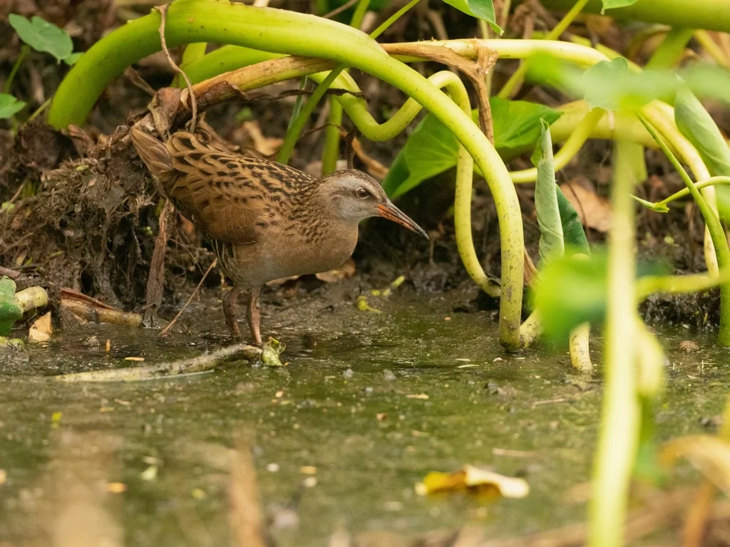 普通秧鸡(Rallus indicus)