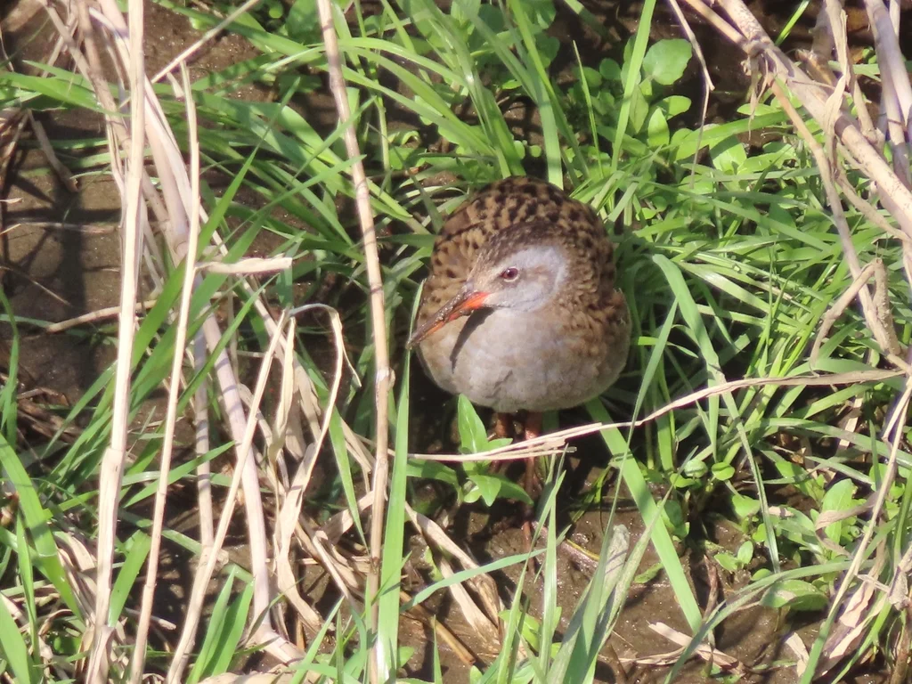 普通秧鸡(Rallus indicus)