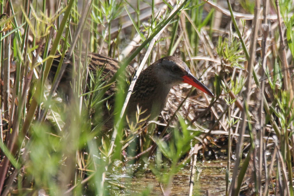 普通秧鸡(Rallus indicus)