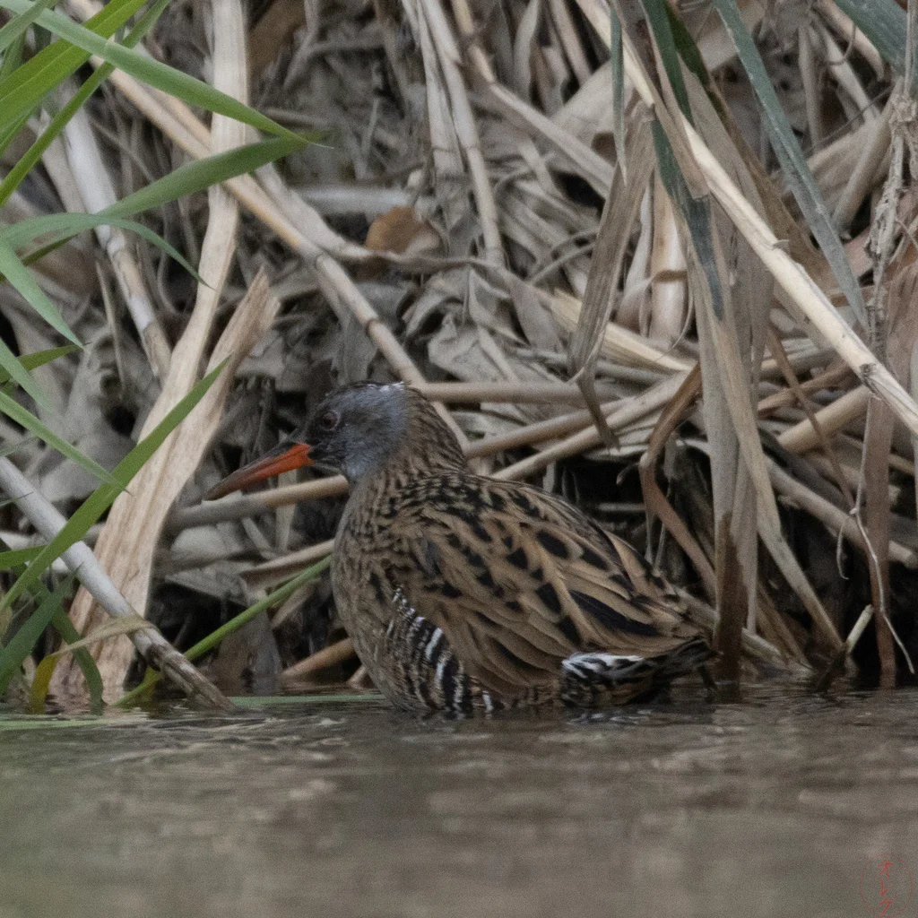 普通秧鸡(Rallus indicus)