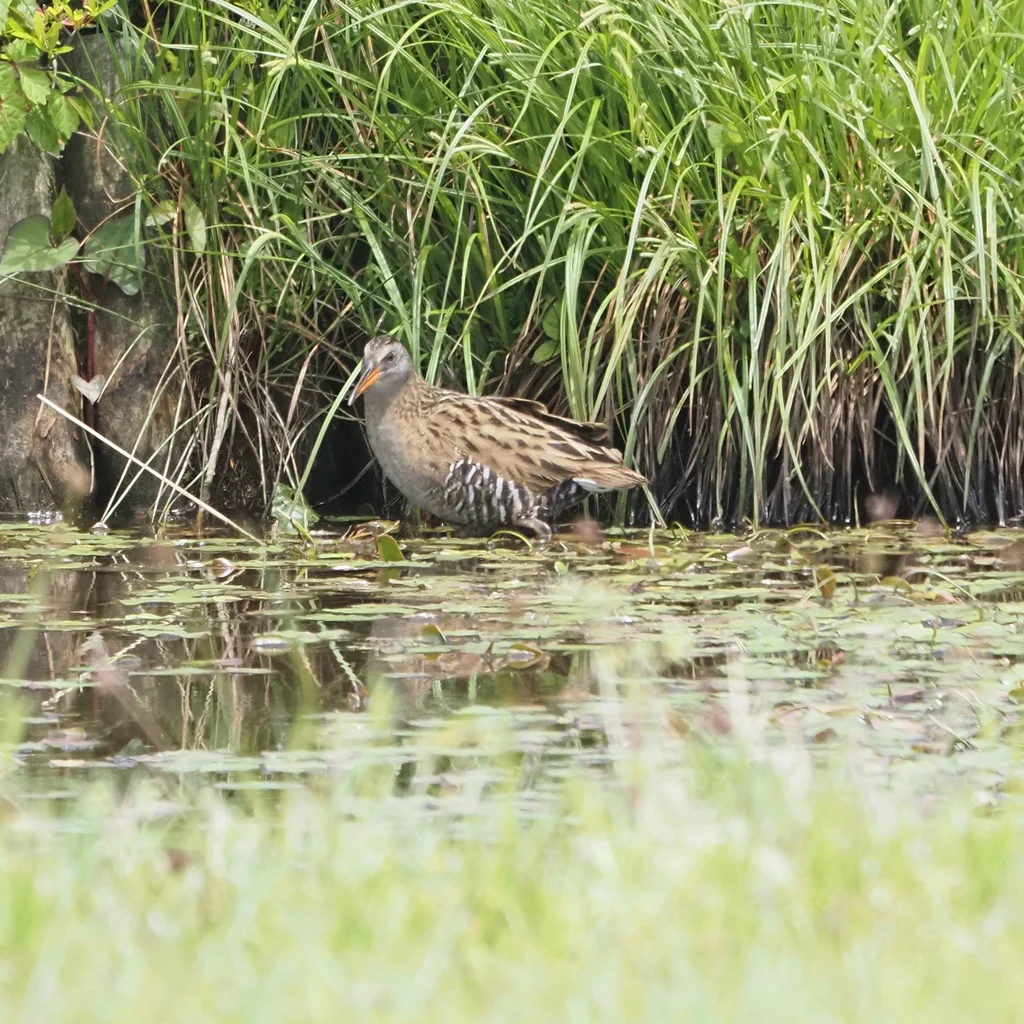 普通秧鸡(Rallus indicus)