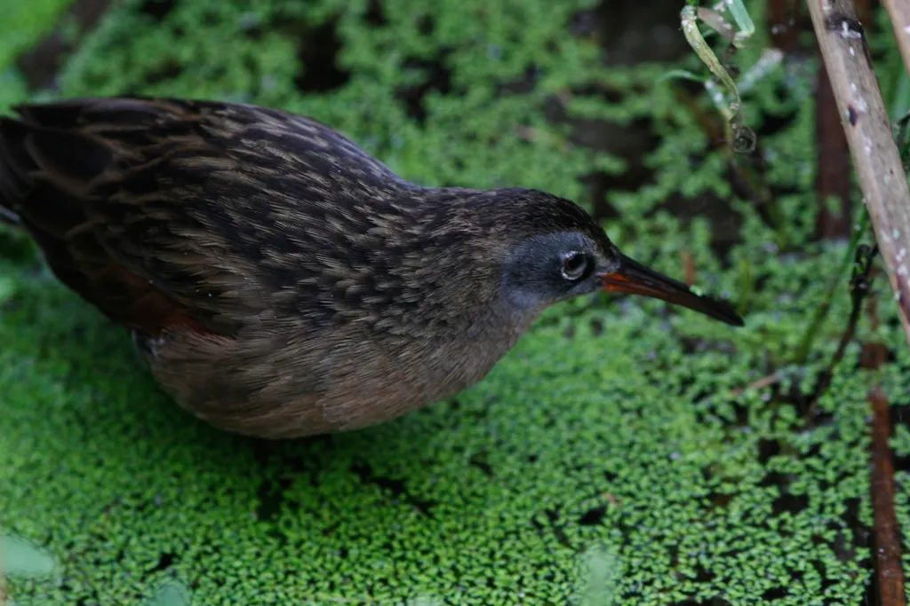 弗吉尼亚秧鸡（Rallus limicola）