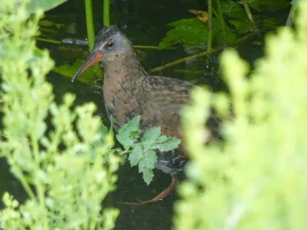 弗吉尼亚秧鸡（Rallus limicola）