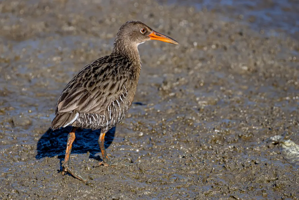 红树林秧鸡(Rallus longirostris)