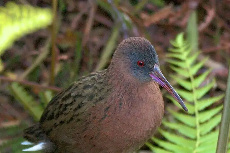 马岛秧鸡(Rallus madagascariensis)