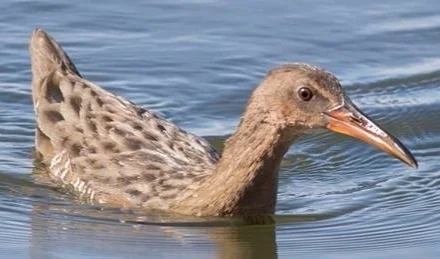 里氏秧鸡(Rallus obsoletus)