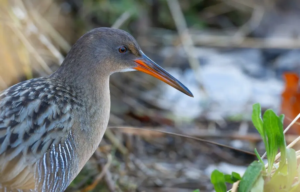 里氏秧鸡(Rallus obsoletus)