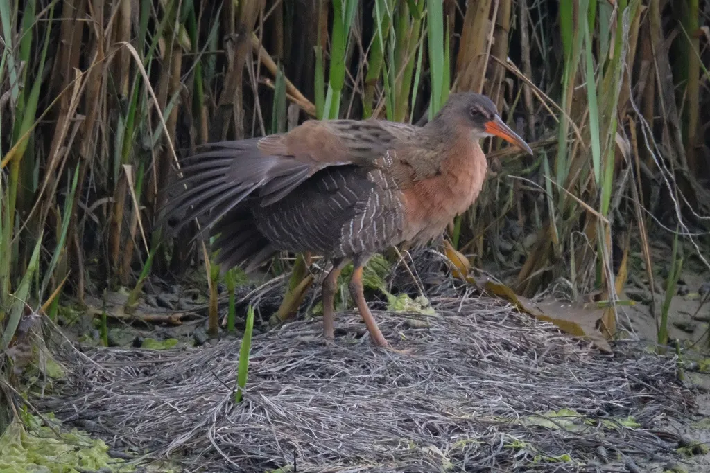 里氏秧鸡(Rallus obsoletus)