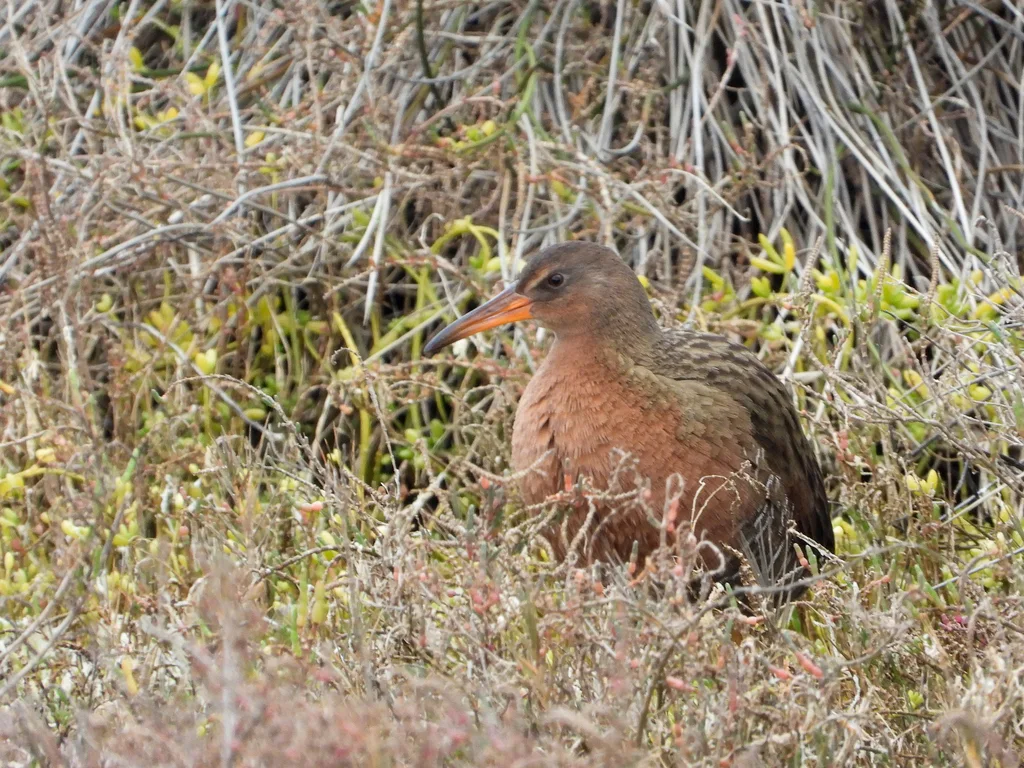 里氏秧鸡(Rallus obsoletus)