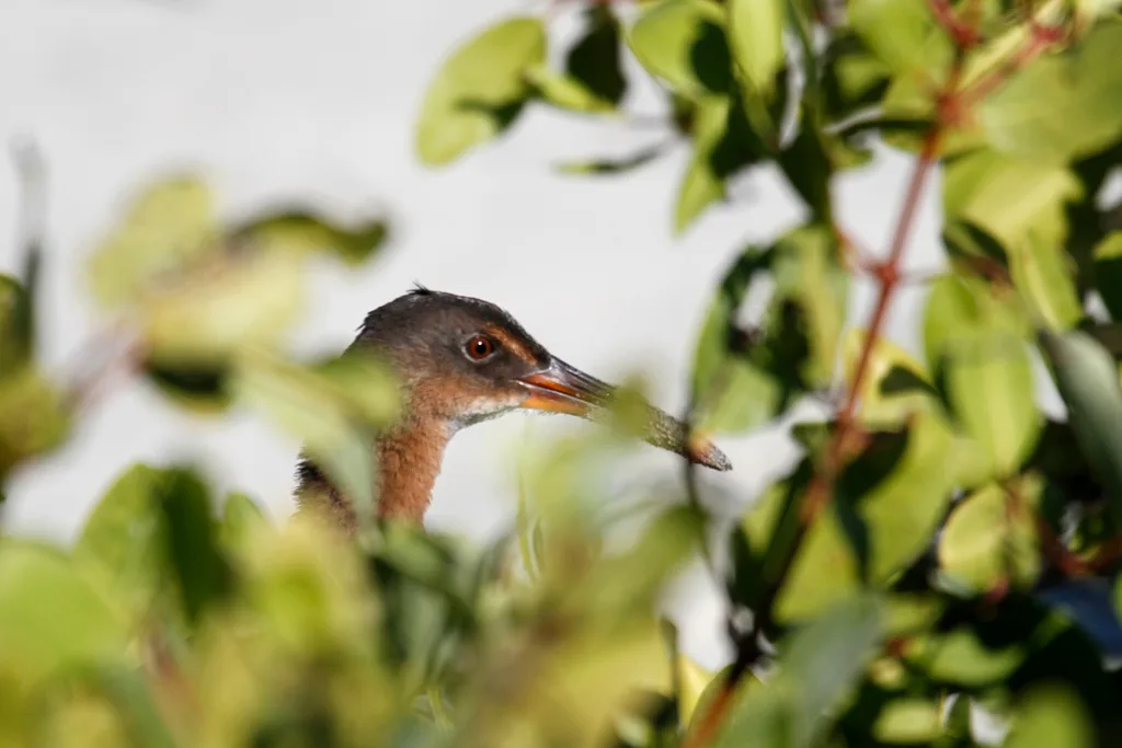 里氏秧鸡(Rallus obsoletus)