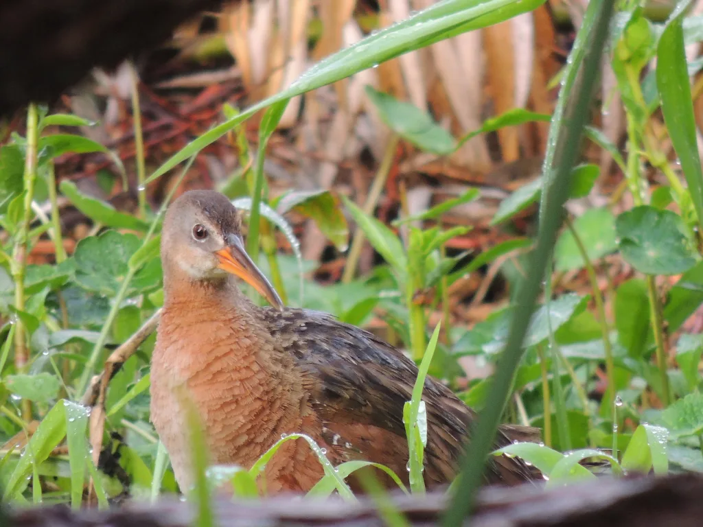 阿芝秧鸡(Rallus tenuirostris)