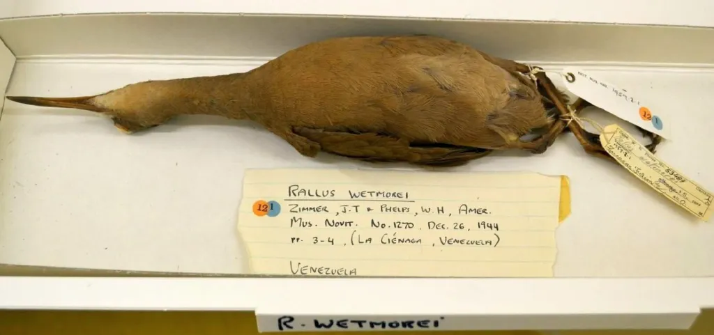 淡胁秧鸡（Rallus wetmorei）