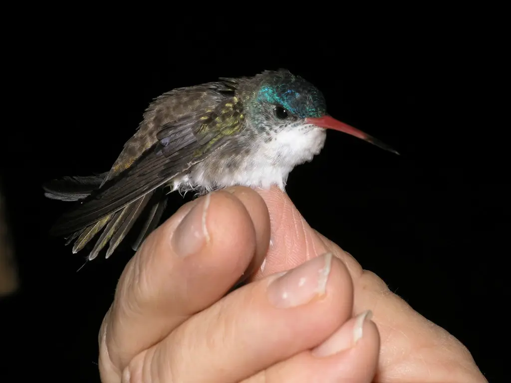紫冠蜂鸟(Ramosomyia violiceps)