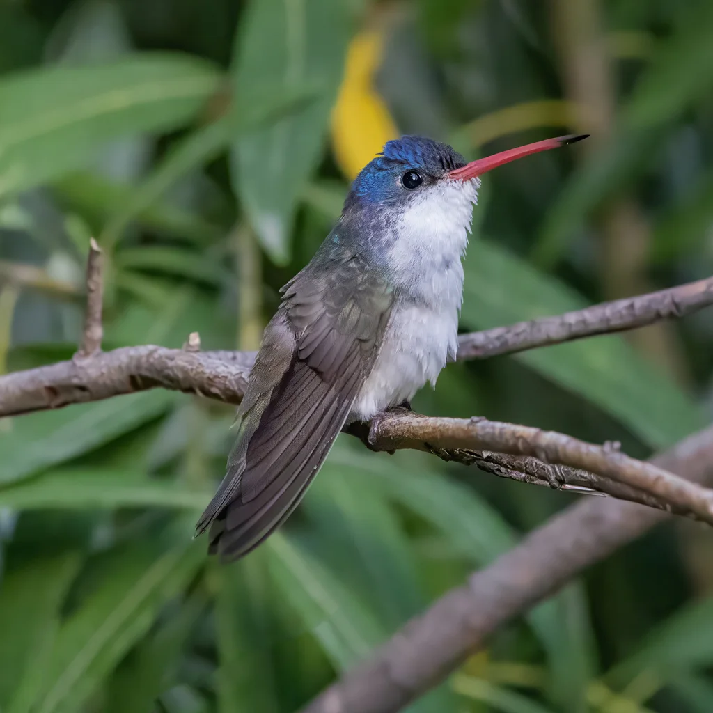 紫冠蜂鸟(Ramosomyia violiceps)