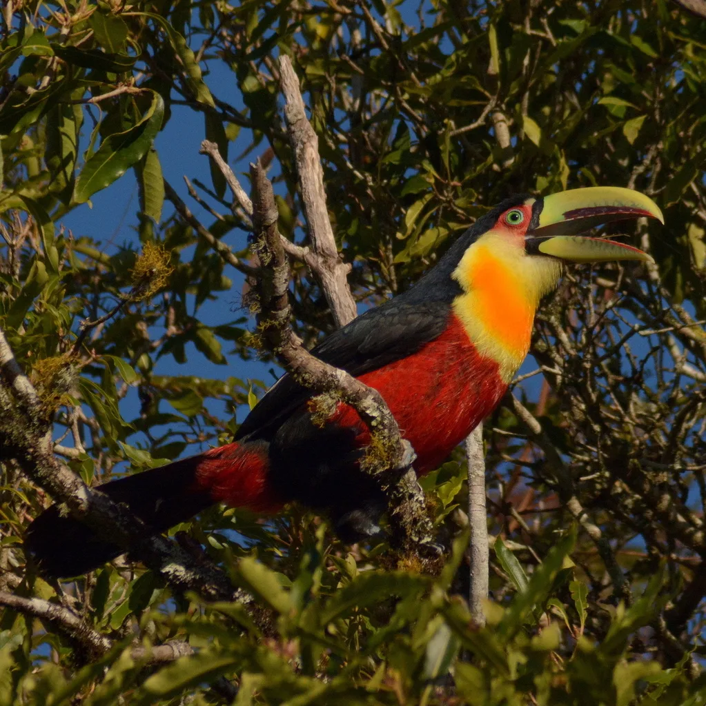 红胸巨嘴鸟(Ramphastos dicolorus)