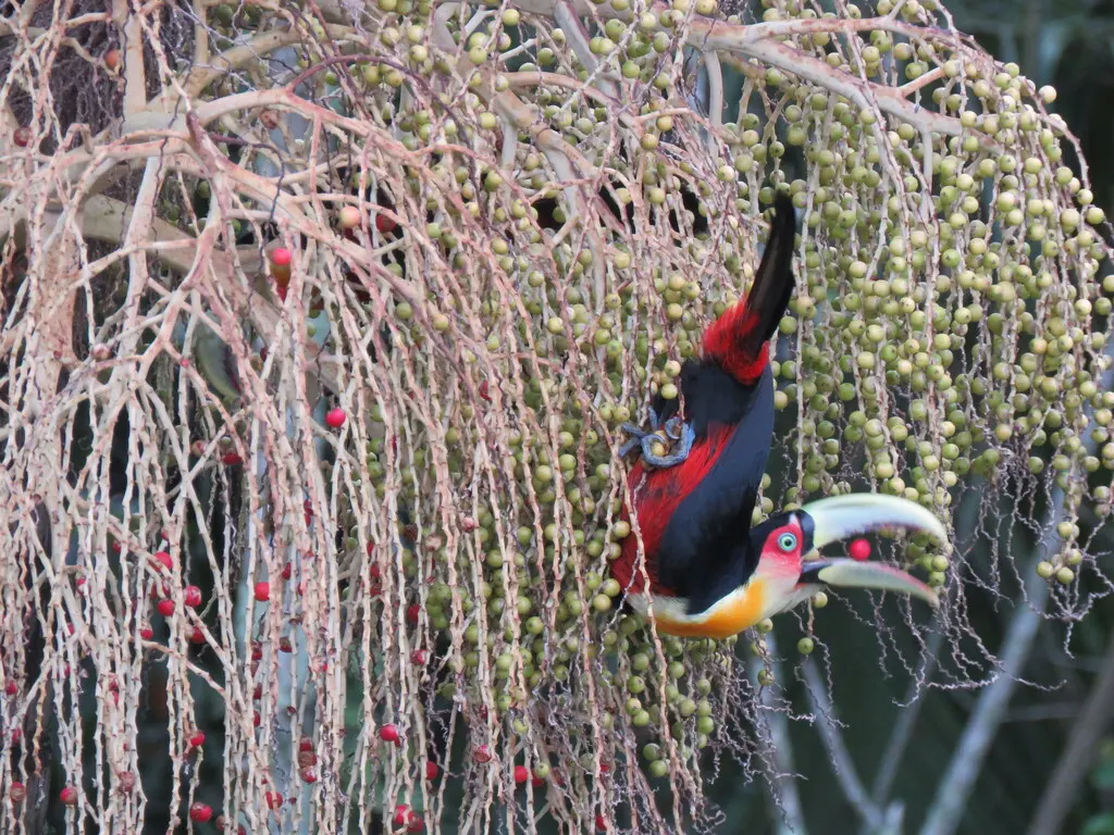 红胸巨嘴鸟(Ramphastos dicolorus)