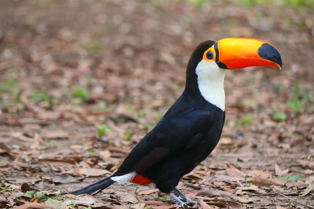 巨嘴鸟(Ramphastos toco)