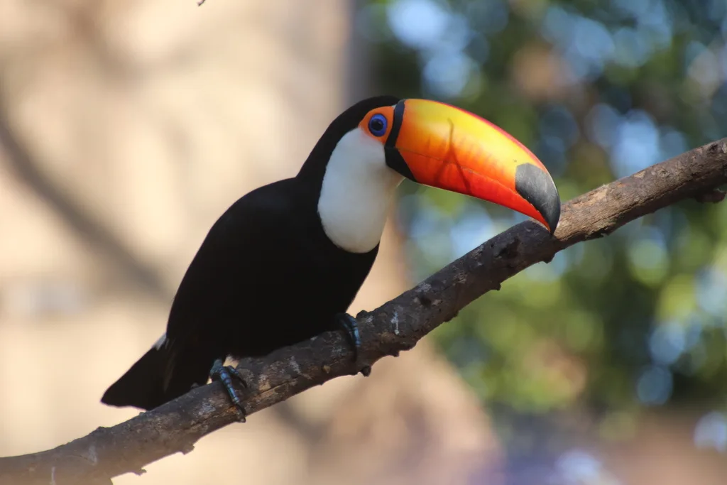 巨嘴鸟(Ramphastos toco)