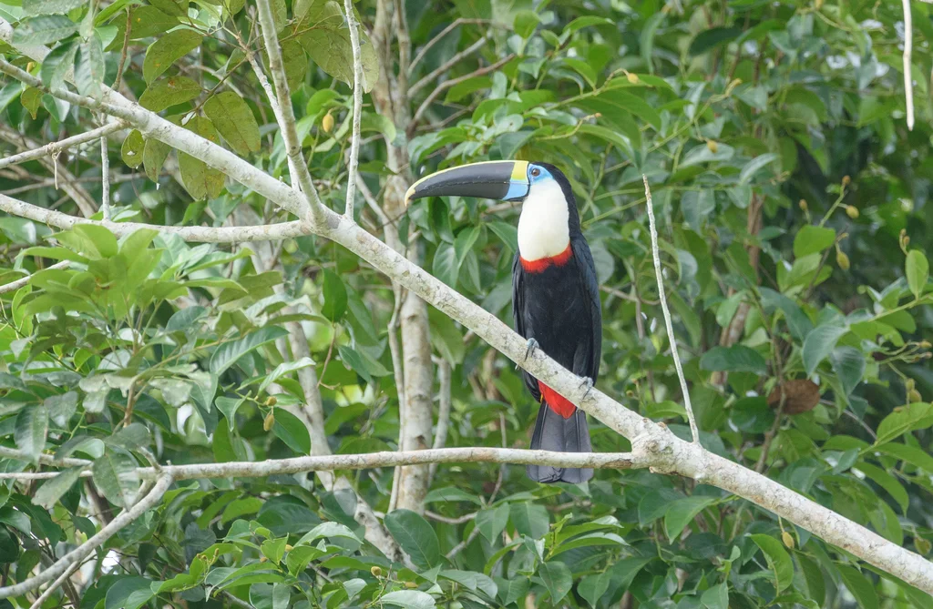 红嘴巨嘴鸟(Ramphastos tucanus)