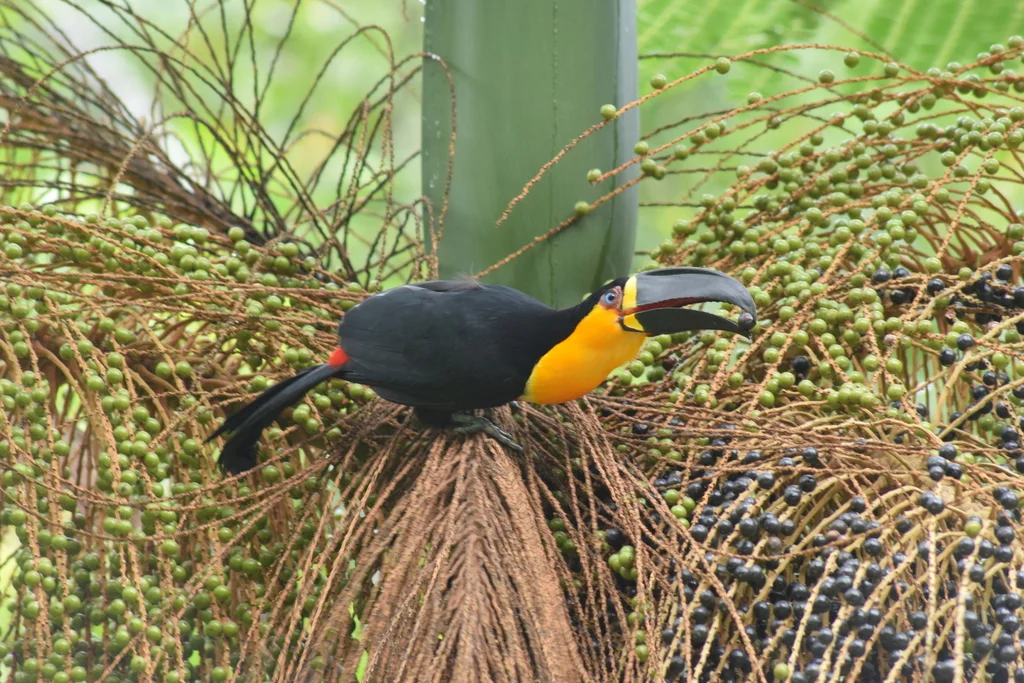 凹嘴巨嘴鸟(Ramphastos vitellinus)