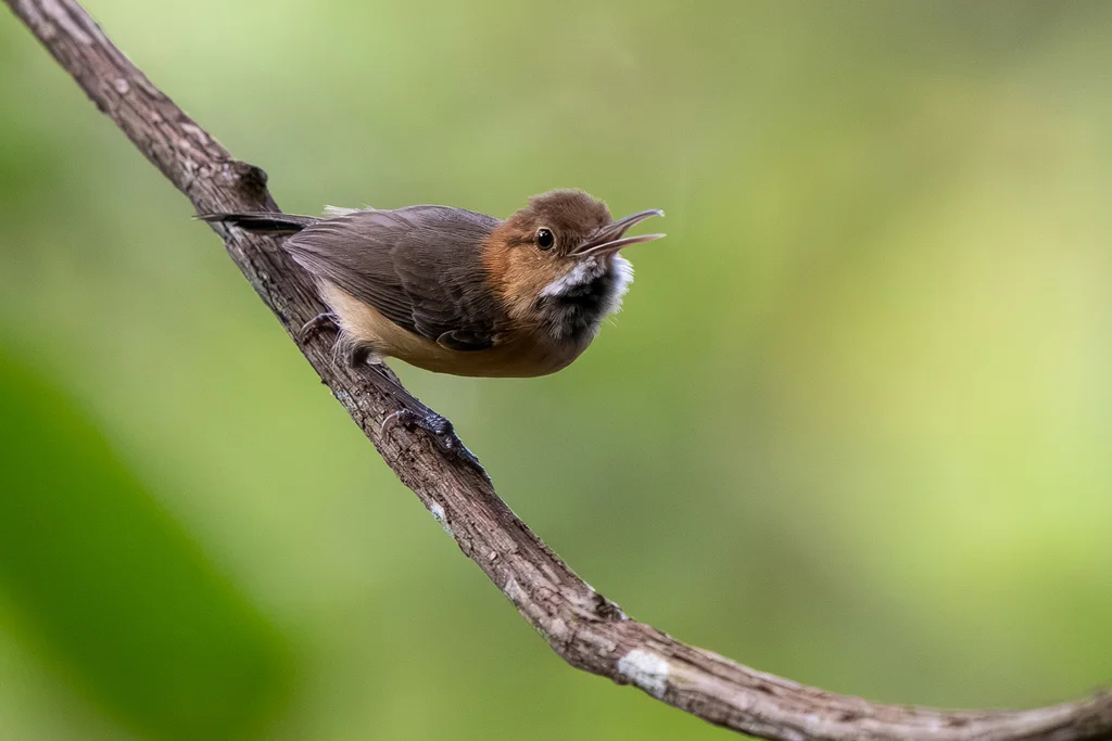 长嘴蚋莺(Ramphocaenus melanurus)