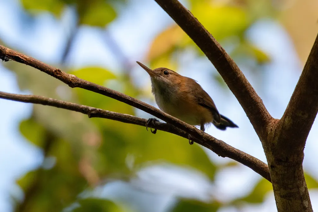 长嘴蚋莺(Ramphocaenus melanurus)