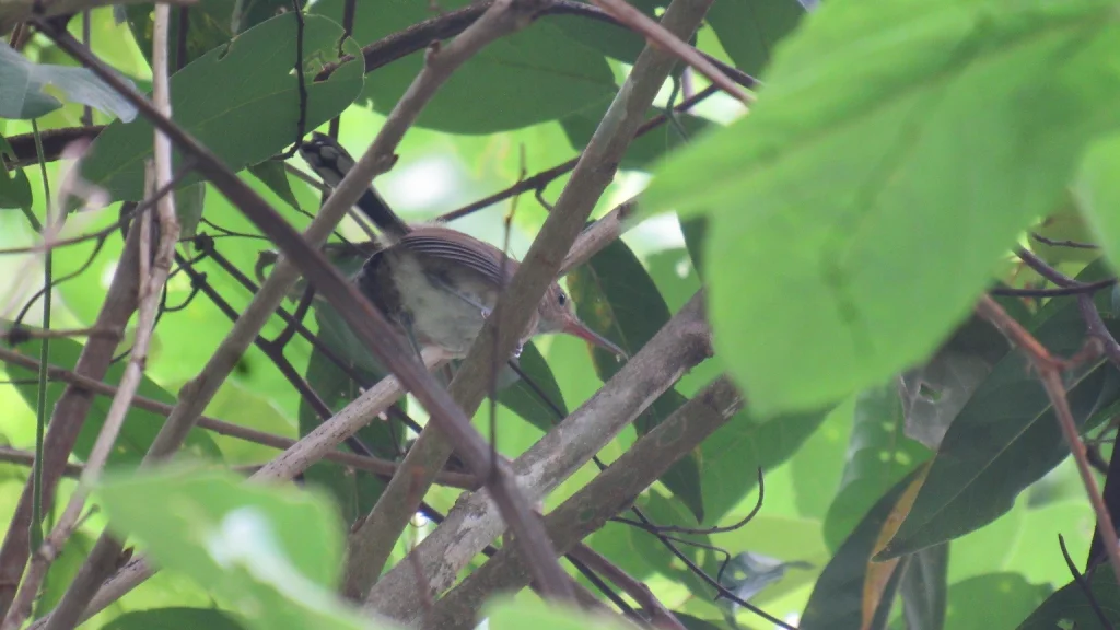 噪蚋莺(Ramphocaenus sticturus)