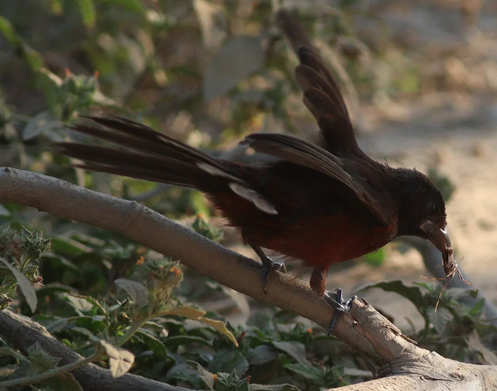 银嘴唐纳雀（Ramphocelus carbo）