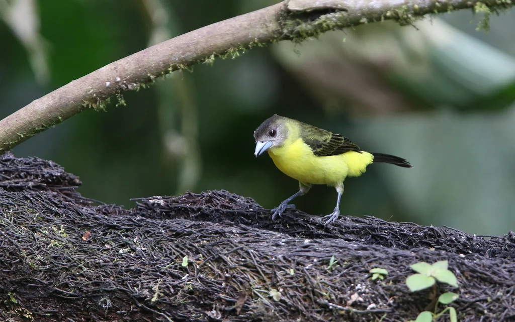 火腰厚嘴唐纳雀（Ramphocelus flammigerus）