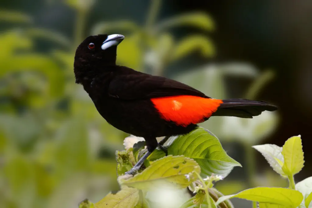 红腰厚嘴唐纳雀(Ramphocelus passerinii)