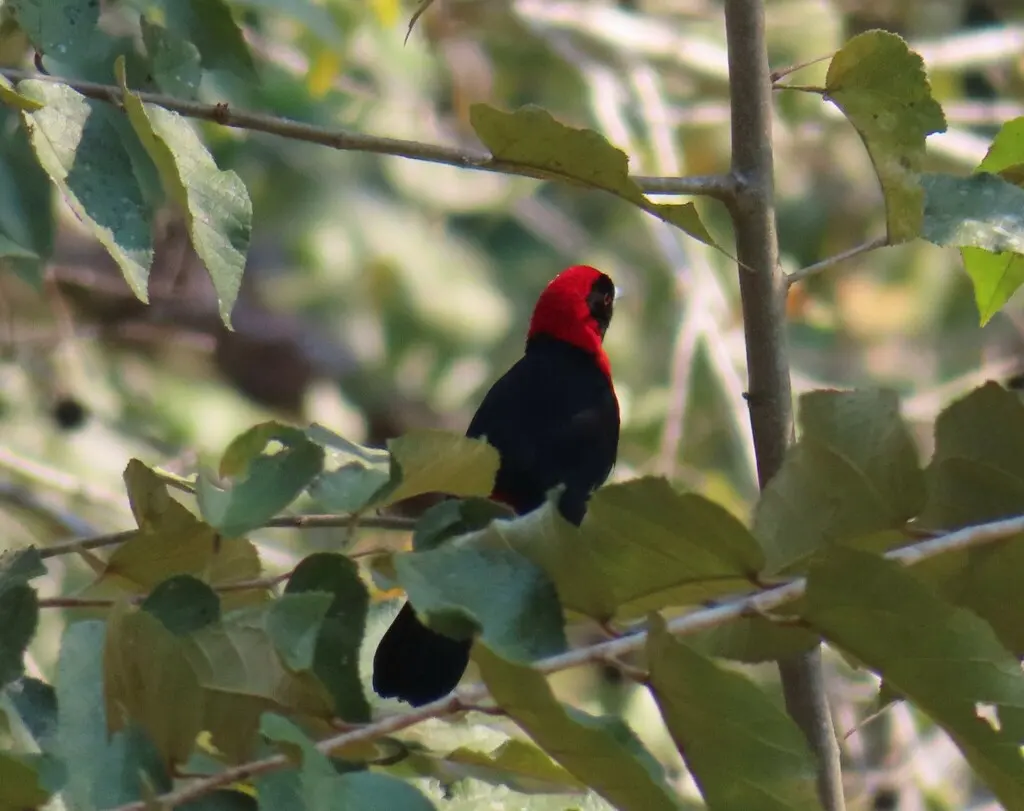 绯领厚嘴唐纳雀(Ramphocelus sanguinolentus)