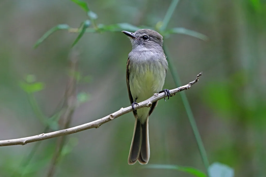 火红霸鹟(Ramphotrigon flammulatum)
