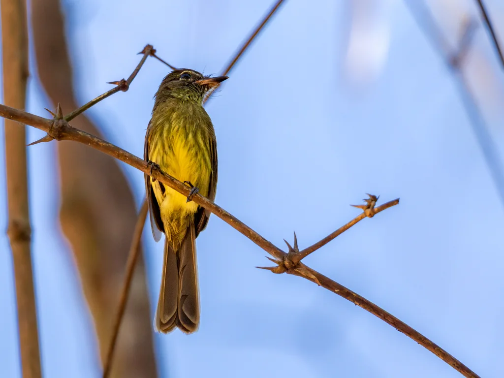 暗尾扁嘴霸鹟(Ramphotrigon fuscicauda)