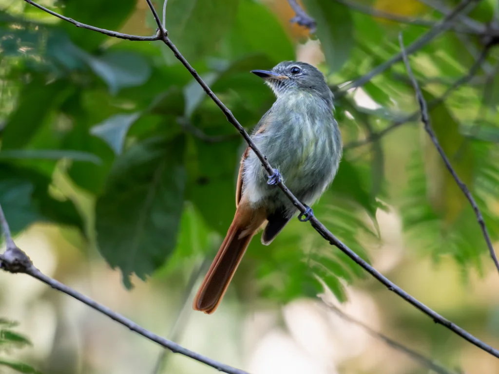 棕尾扁嘴霸鹟(Ramphotrigon ruficauda)