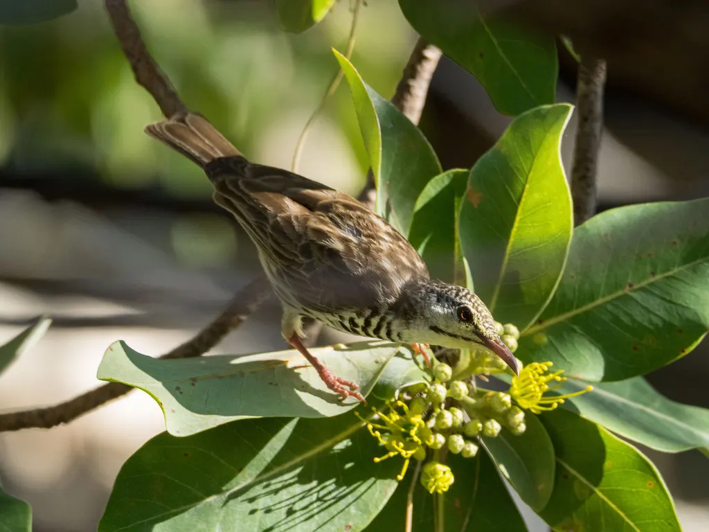 斑胸胶蜜鸟(Ramsayornis fasciatus)