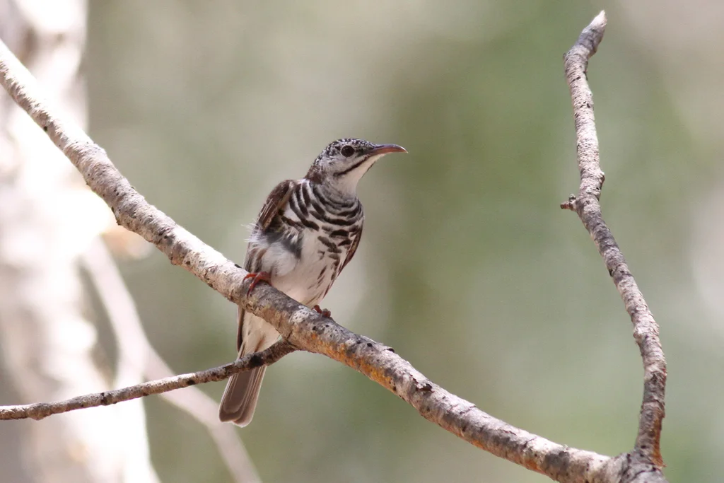 斑胸胶蜜鸟(Ramsayornis fasciatus)