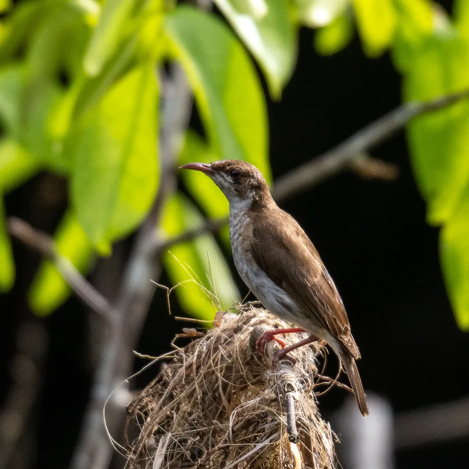 褐背胶蜜鸟(Ramsayornis modestus)