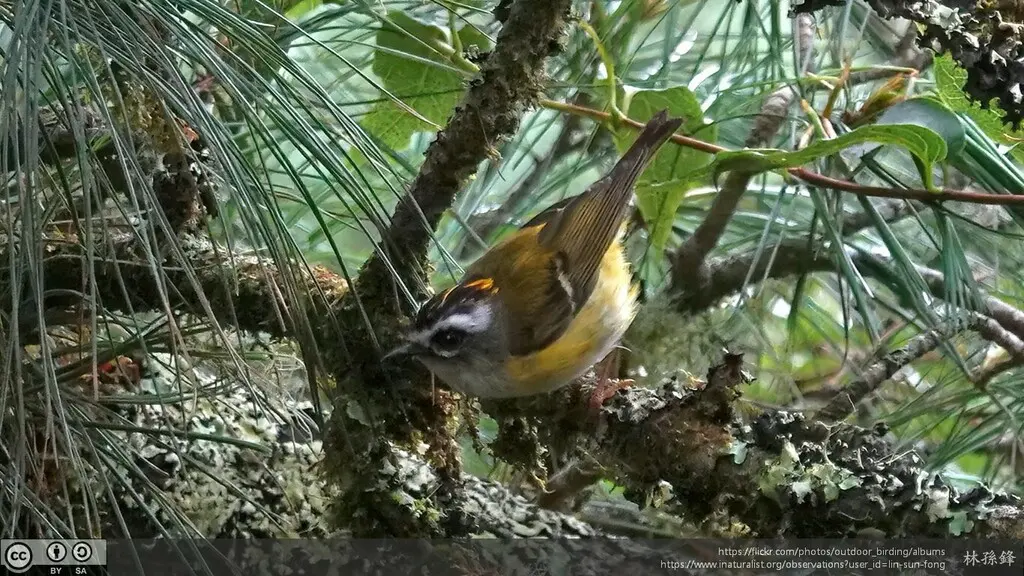台湾戴菊(Regulus goodfellowi)