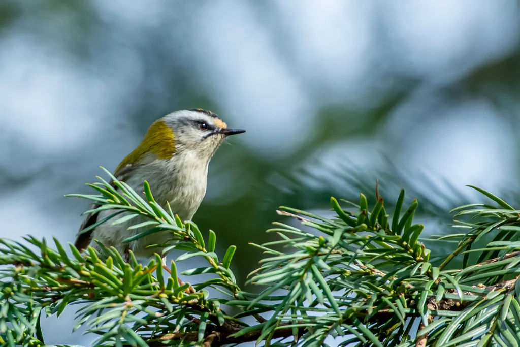 火冠戴菊(Regulus ignicapilla)