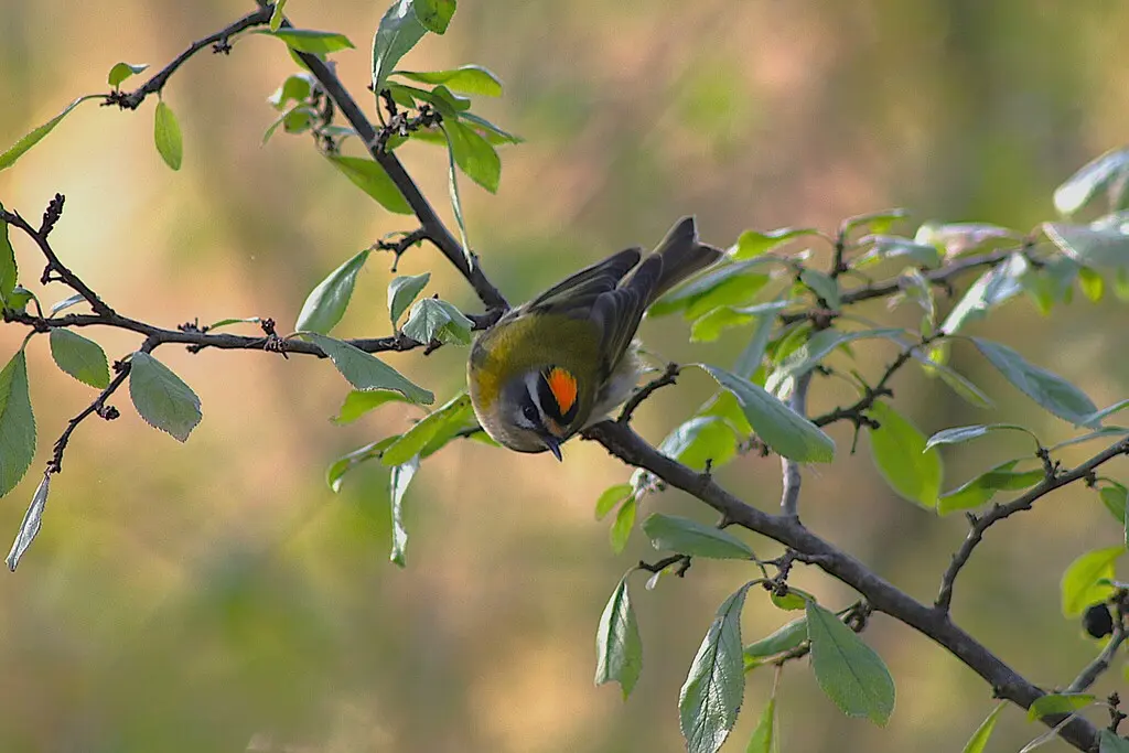 火冠戴菊(Regulus ignicapilla)