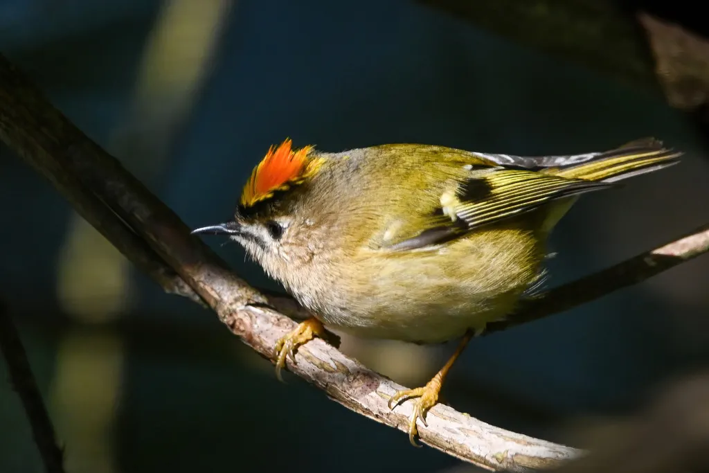 戴菊(Regulus regulus)