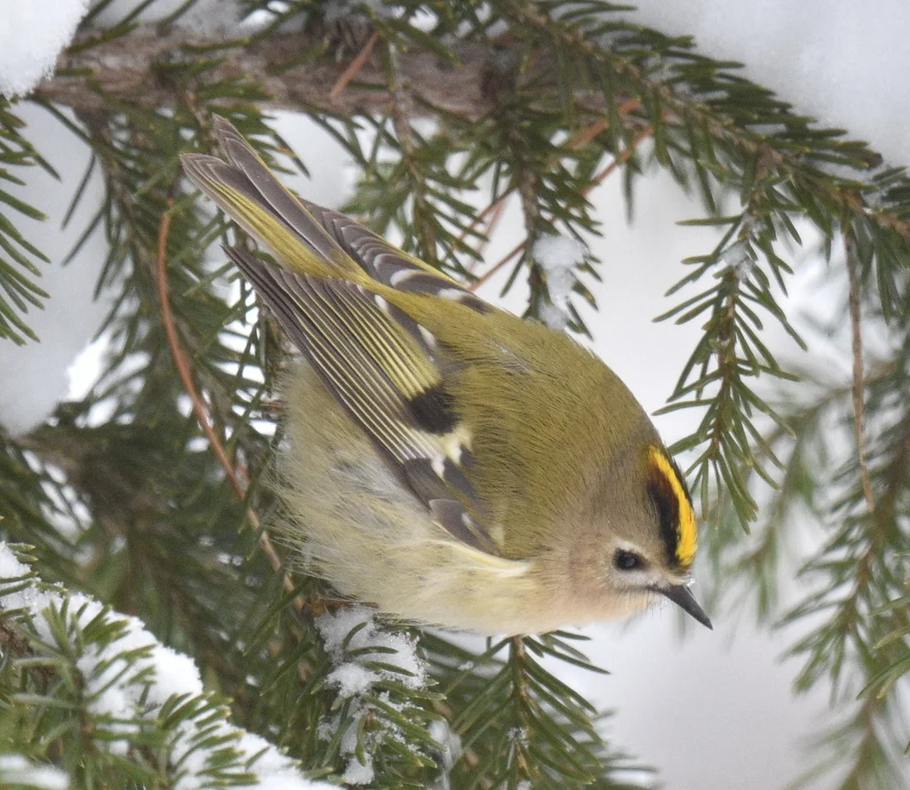 戴菊(Regulus regulus)