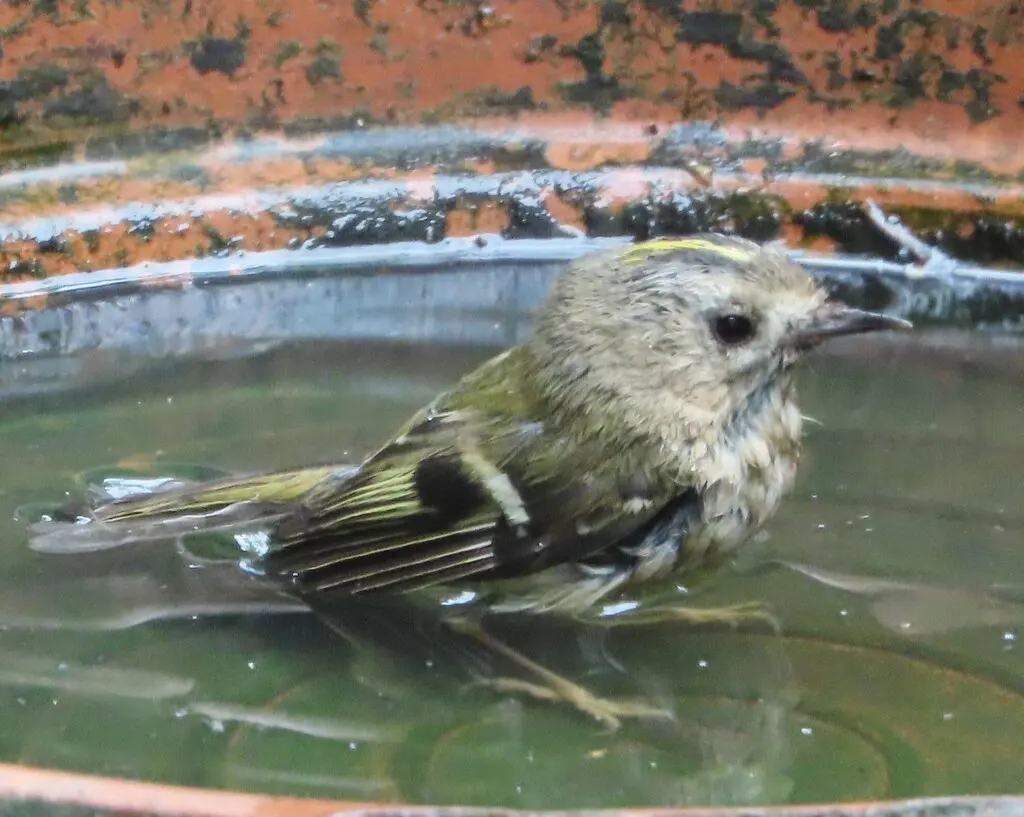 戴菊(Regulus regulus)