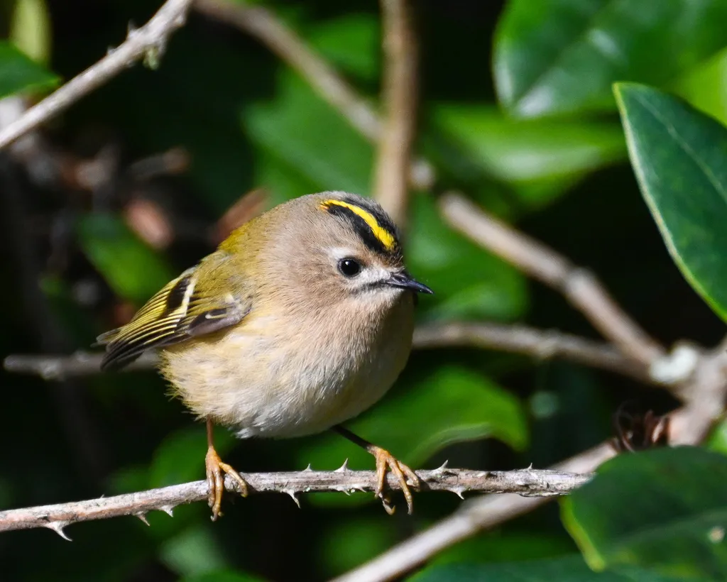 戴菊(Regulus regulus)