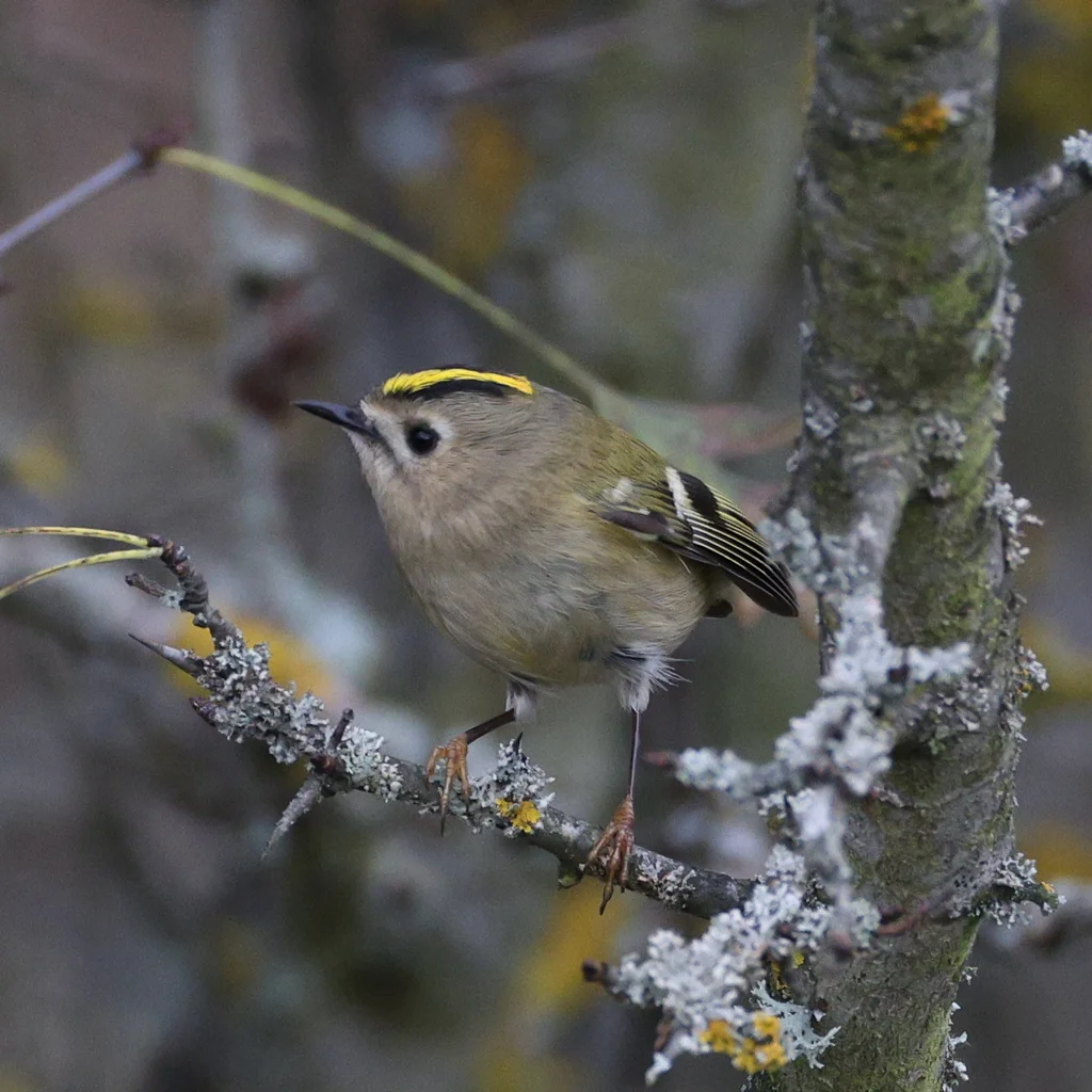 戴菊(Regulus regulus)