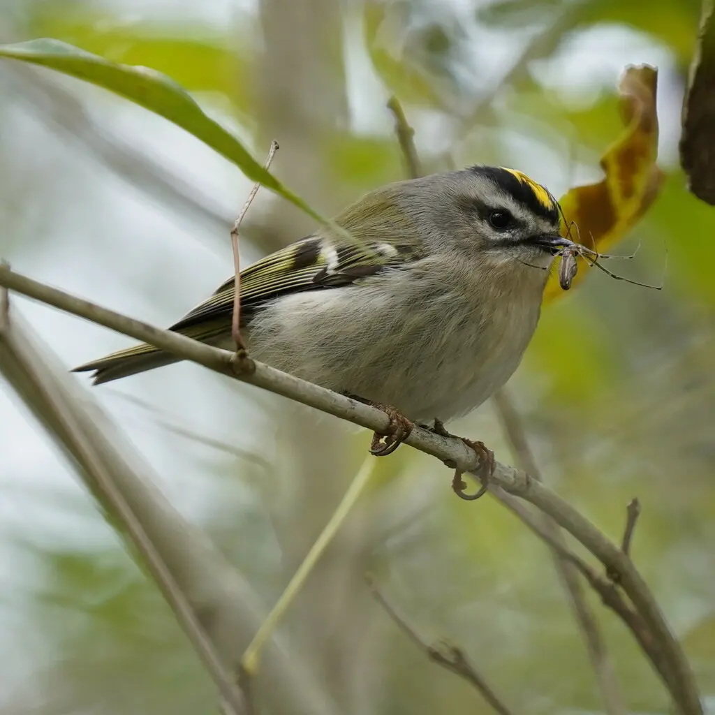 金冠戴菊(Regulus satrapa)