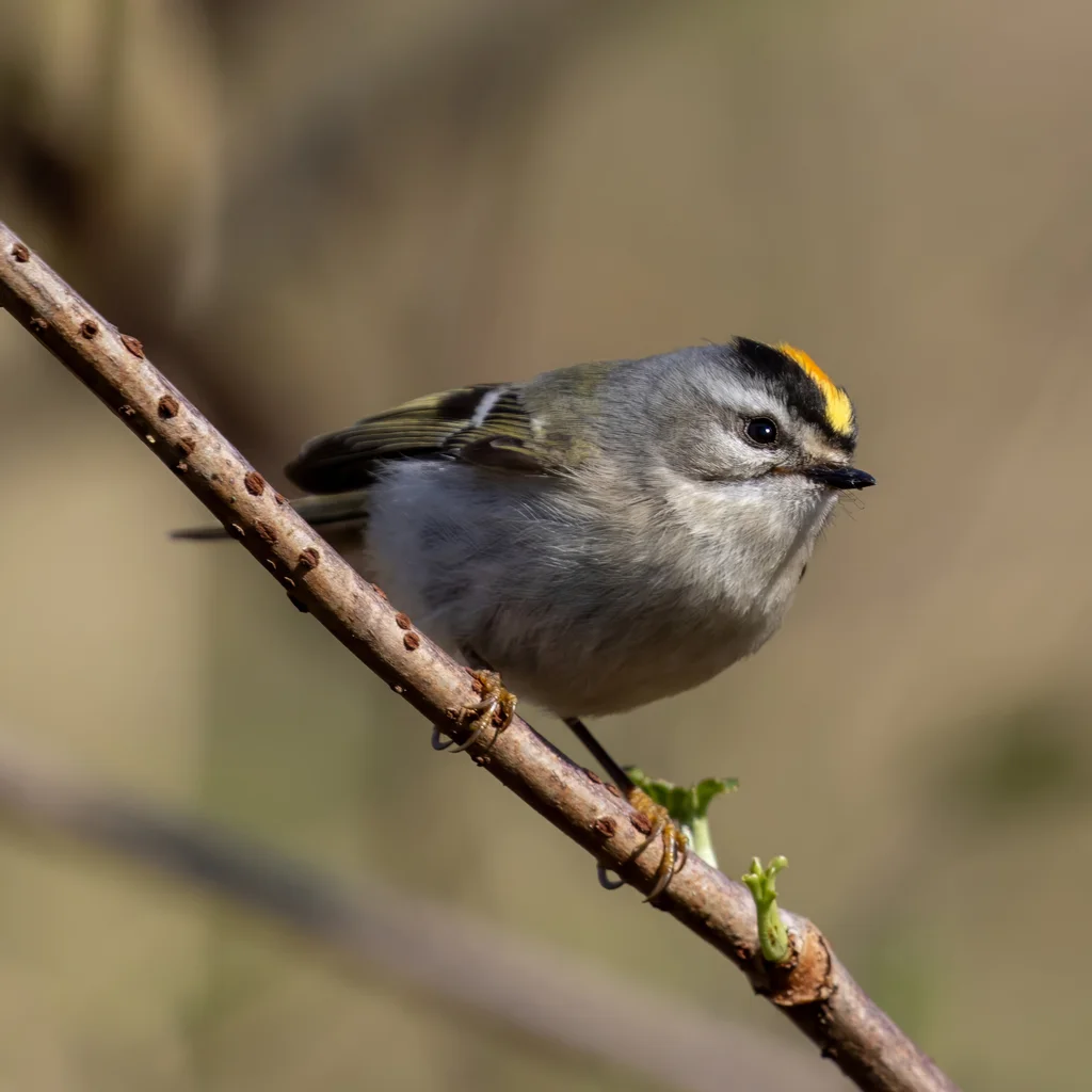 金冠戴菊(Regulus satrapa)