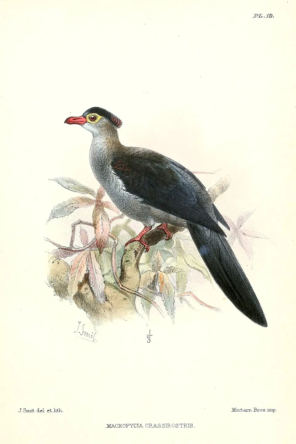 凤头长尾鸠(Reinwardtoena crassirostris)
